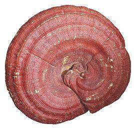 《战地：移动版》预注册开启 首轮测试晚些时候到来